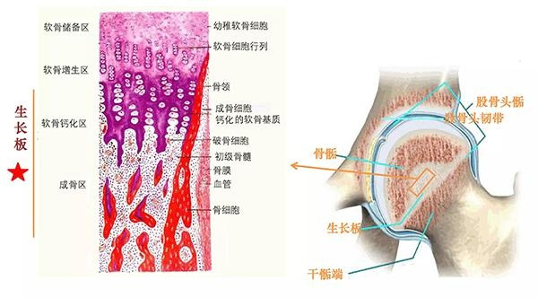 身高管理科普|骨骺线闭合了还能长高吗?家长们要时刻注意孩子的骨龄 - 深圳运世达心成诊所