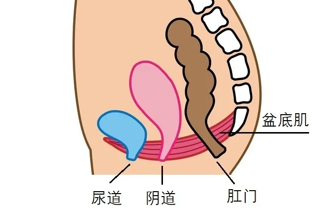 关于盆底肌松弛有什么影响？如何检测盆底、产后多久去检测、盆底肌到底在哪....一篇解答你的诸多疑问！- 深圳运世达心成诊所